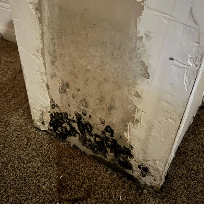 Professional Mold Removal in West Tawakoni, TX